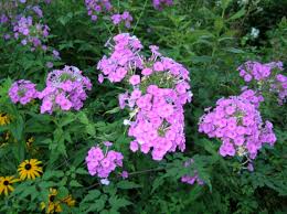 Attēlu rezultāti vaicājumam “Phlox paniculata”