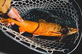 Image result for Salvelinus alpinus oquassa