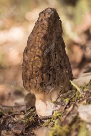 Attēlu rezultāti vaicājumam “Morchella sp.”