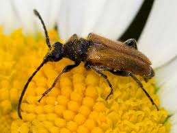 Attēlu rezultāti vaicājumam “Pseudovadonia livida”