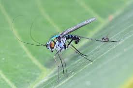 Attēlu rezultāti vaicājumam “Dolichopodidae”