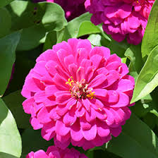 Image result for Zinnia elegans