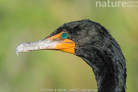 Image result for Phalacrocorax auritus