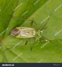Attēlu rezultāti vaicājumam “Adelphocoris quadripunctatus”