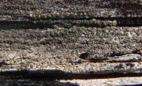 Attēlu rezultāti vaicājumam “Trapeliopsis flexuosa”