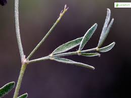 Attēlu rezultāti vaicājumam “Astragalus arenarius leaf”