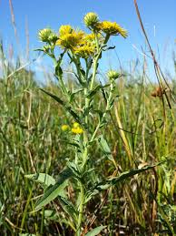 Attēlu rezultāti vaicājumam “Inula britannica”