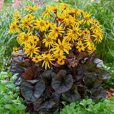 Attēlu rezultāti vaicājumam “Cribraria intricata young”