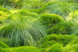 Attēlu rezultāti vaicājumam “Polytrichum commune”