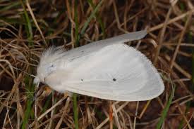 Attēlu rezultāti vaicājumam “Diaphora mendica”