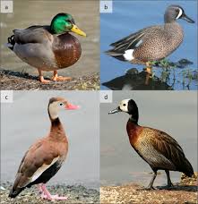 Attēlu rezultāti vaicājumam “Anseriformes”