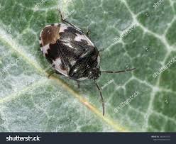 Attēlu rezultāti vaicājumam “Tritomegas bicolor nymph”