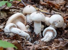 Attēlu rezultāti vaicājumam “Hygroamblystegium humile sporophyte”