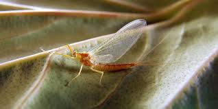 Attēlu rezultāti vaicājumam “Ephemeroptera imago”