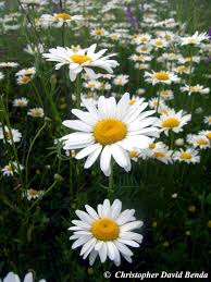 Image result for Leucanthemum vulgare