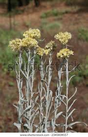 Attēlu rezultāti vaicājumam “Helichrysum arenarium”