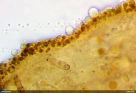 Attēlu rezultāti vaicājumam “Licea chelonoides macro”