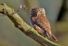 Attēlu rezultāti vaicājumam “Glaucidium passerinum adult”