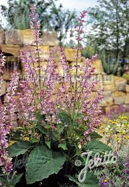 Image result for Salvia sclarea