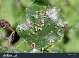 Attēlu rezultāti vaicājumam “Eriophyes laevis”