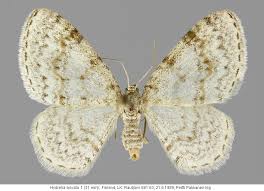 Attēlu rezultāti vaicājumam “Hydrelia sylvata”