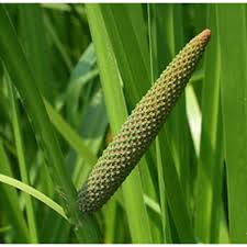Image result for Acorus calamus
