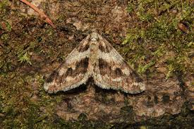 Attēlu rezultāti vaicājumam “Agriopis leucophaearia”