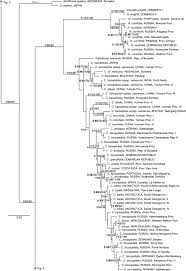 Attēlu rezultāti vaicājumam “Cephalozia loitlesbergeri”