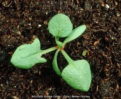 Attēlu rezultāti vaicājumam “Rumex acetosella leaf”
