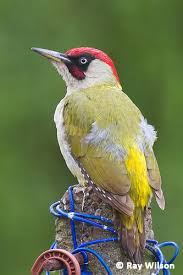 Attēlu rezultāti vaicājumam “Picus viridis”