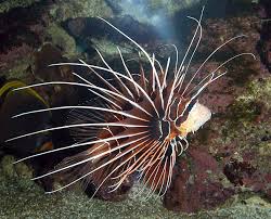 Image result for Pterois radiata