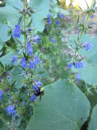 Image result for Hyssopus officinalis