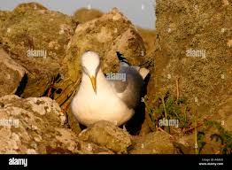 Attēlu rezultāti vaicājumam “Larus argentatus nest”