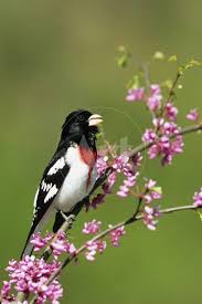 Image result for Pheucticus ludovicianus