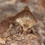 Attēlu rezultāti vaicājumam “Eriopygodes imbecilla”