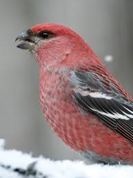 Attēlu rezultāti vaicājumam “Pinicola enucleator adult”