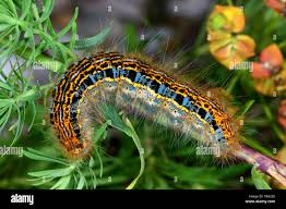 Attēlu rezultāti vaicājumam “Malacosoma castrensis larva”