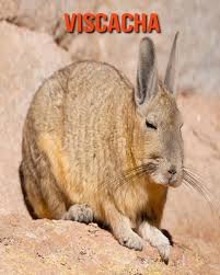 Image result for viscacha