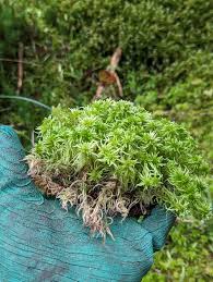 Attēlu rezultāti vaicājumam “Sphagnum”