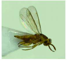 Attēlu rezultāti vaicājumam “Polistes nimpha”