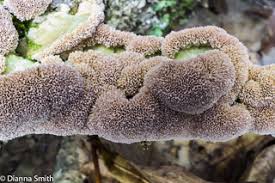 Attēlu rezultāti vaicājumam “Trichaptum biforme”