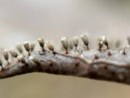 Attēlu rezultāti vaicājumam “Craterium aureonucleatum”