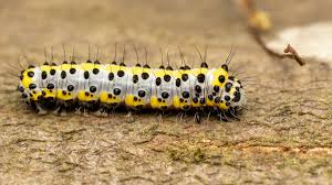 Attēlu rezultāti vaicājumam “Diloba caeruleocephala”