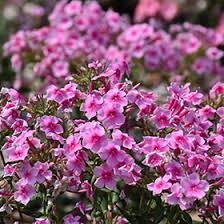 Image result for Phlox paniculata `Sweet Summer`
