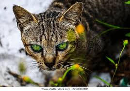 Attēlu rezultāti vaicājumam “Felis silvestris catus”