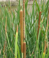 Attēlu rezultāti vaicājumam “Typha angustifolia”