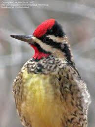 Image result for Sphyrapicus varius