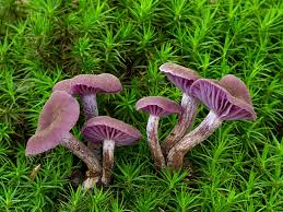 Attēlu rezultāti vaicājumam “Laccaria amethystina”