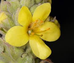 Attēlu rezultāti vaicājumam “Verbascum thapsus flower”