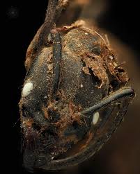 Attēlu rezultāti vaicājumam “Lycogala conicum spores”